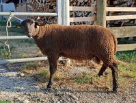 Schwarzbrauner Schafbock, Charollais x SBS
