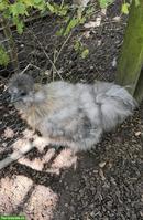 Junger, lieber Showgirl-Mix Hahn sucht Lebensplatz  🐓