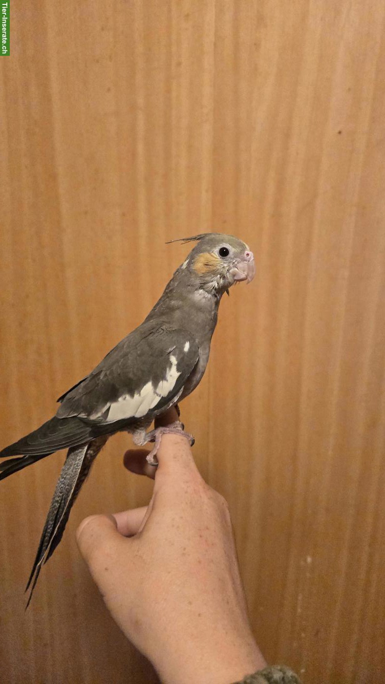 Junger Nymphensittich, handzahm
