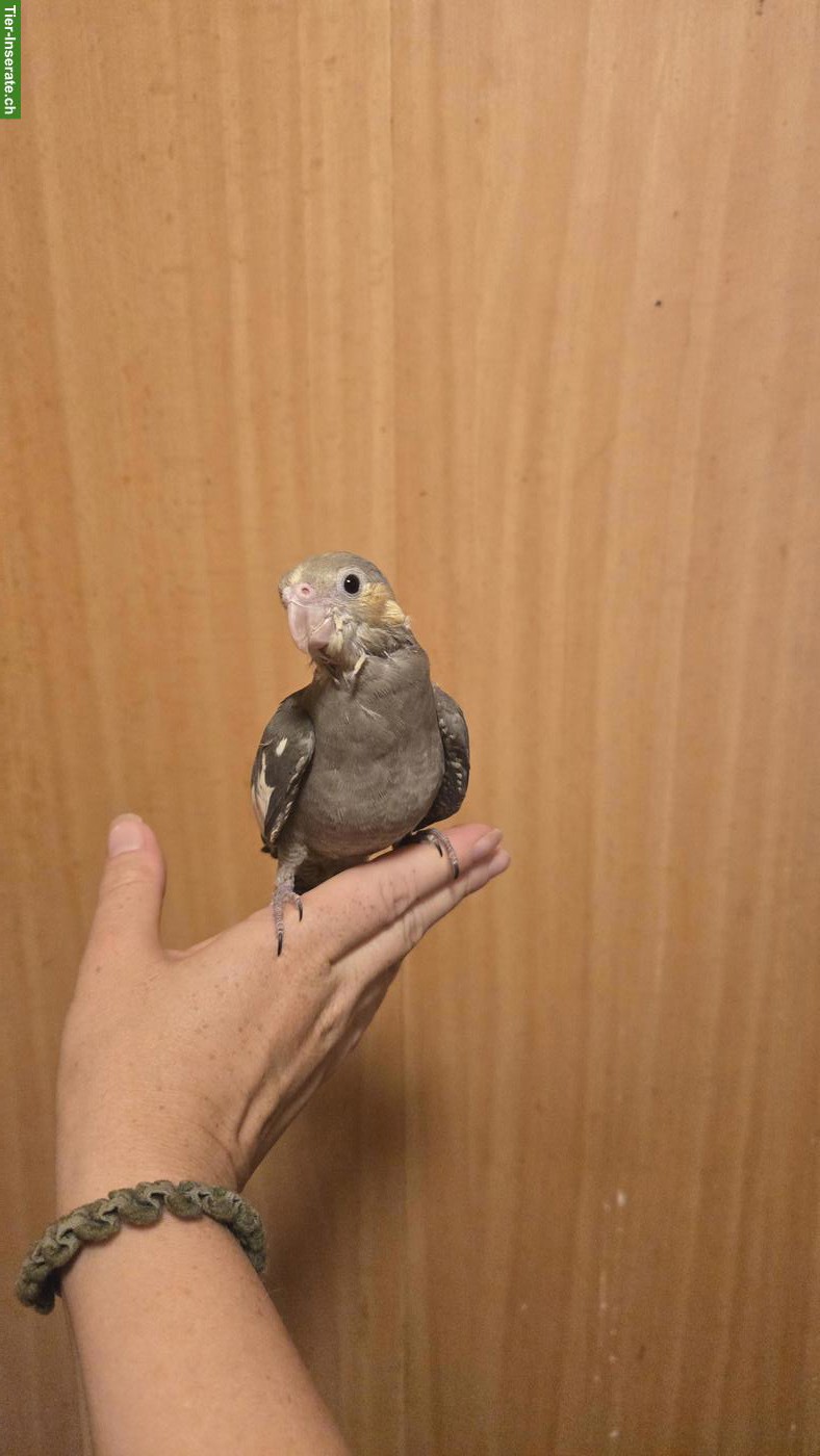 Bild 2: Junger Nymphensittich, handzahm