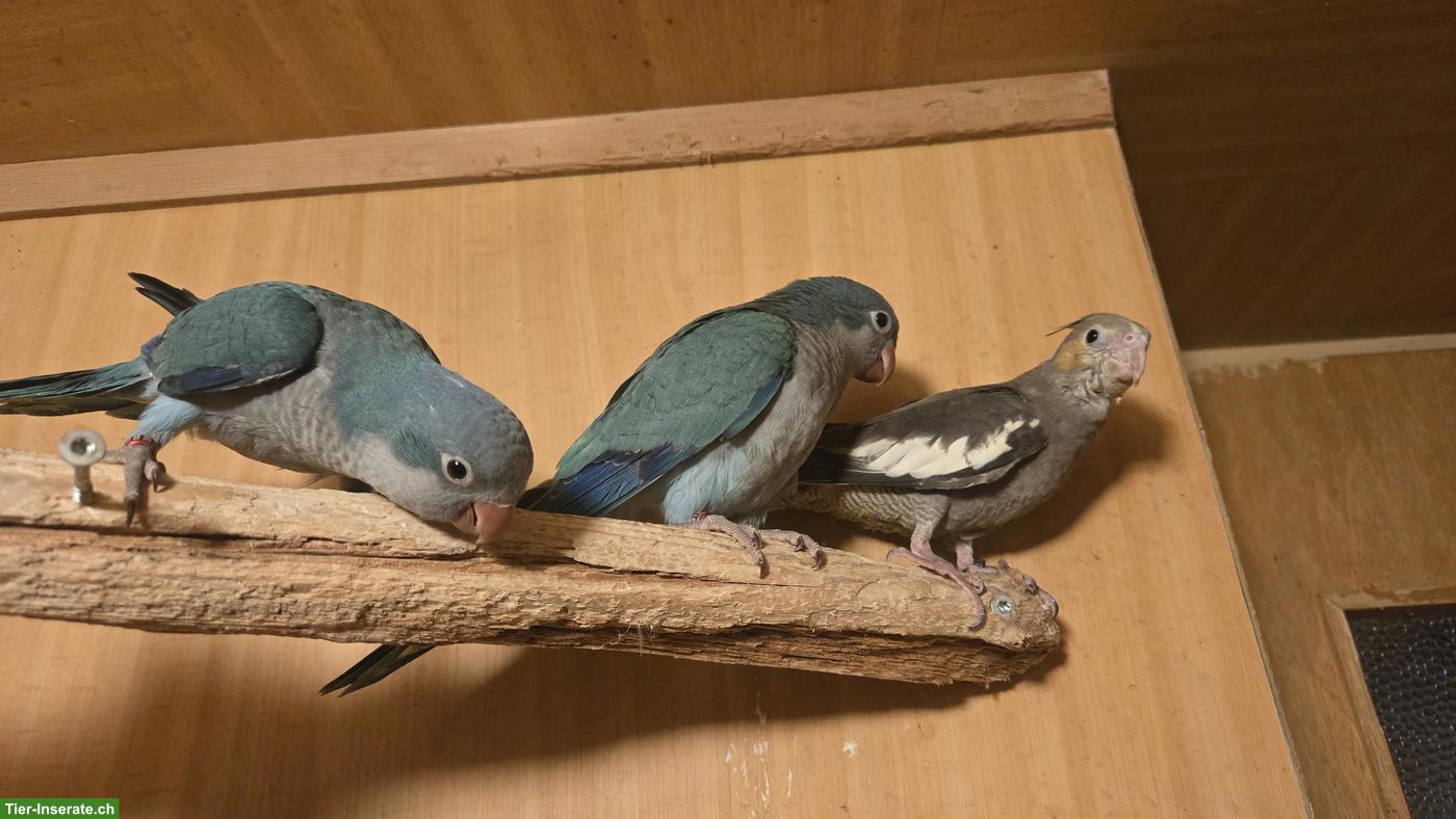 Bild 3: Junger Nymphensittich, handzahm
