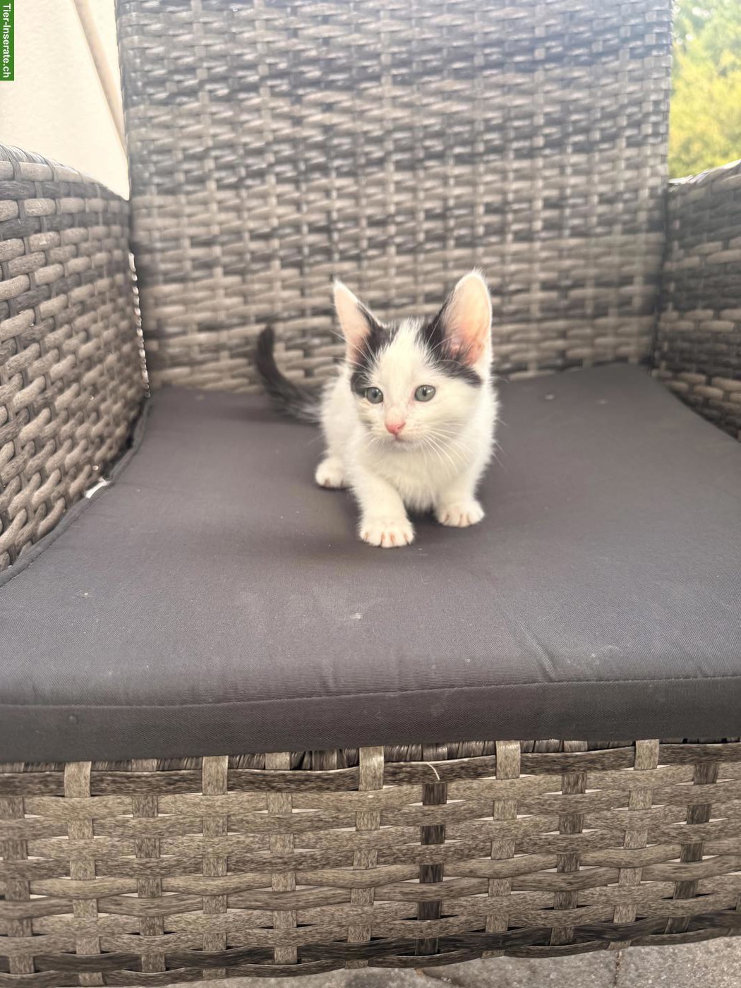 Ragdoll x Neva Masquarade Mix Katzenbabys zu verkaufen