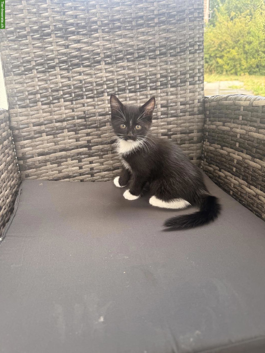 Bild 2: Ragdoll x Neva Masquarade Mix Katzenbabys zu verkaufen