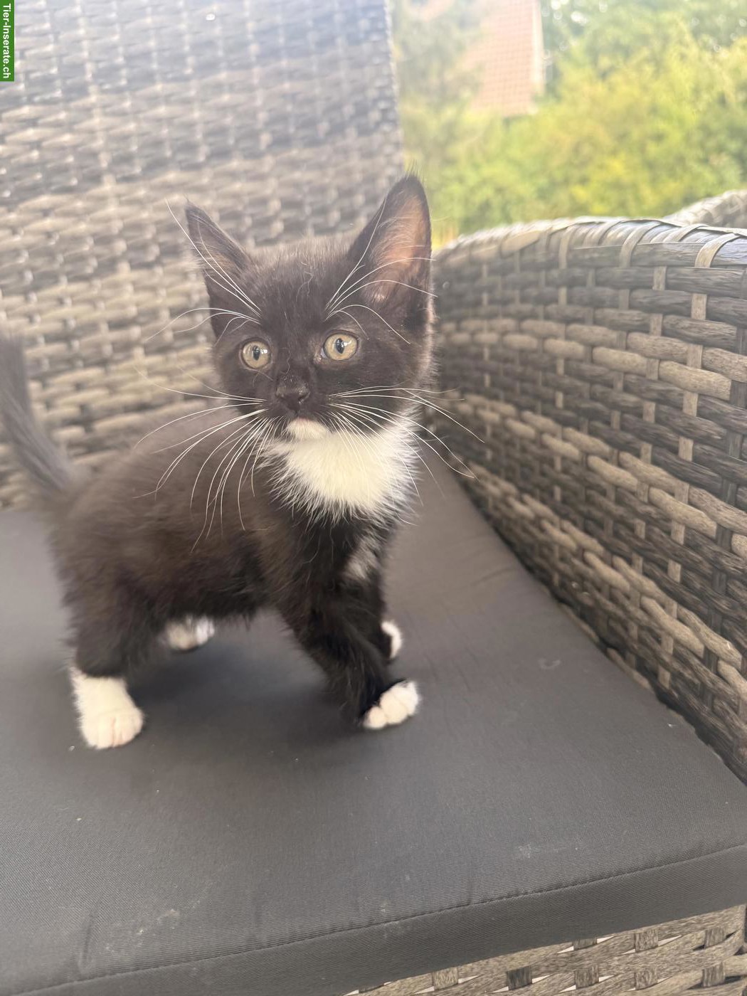 Bild 3: Ragdoll x Neva Masquarade Mix Katzenbabys zu verkaufen
