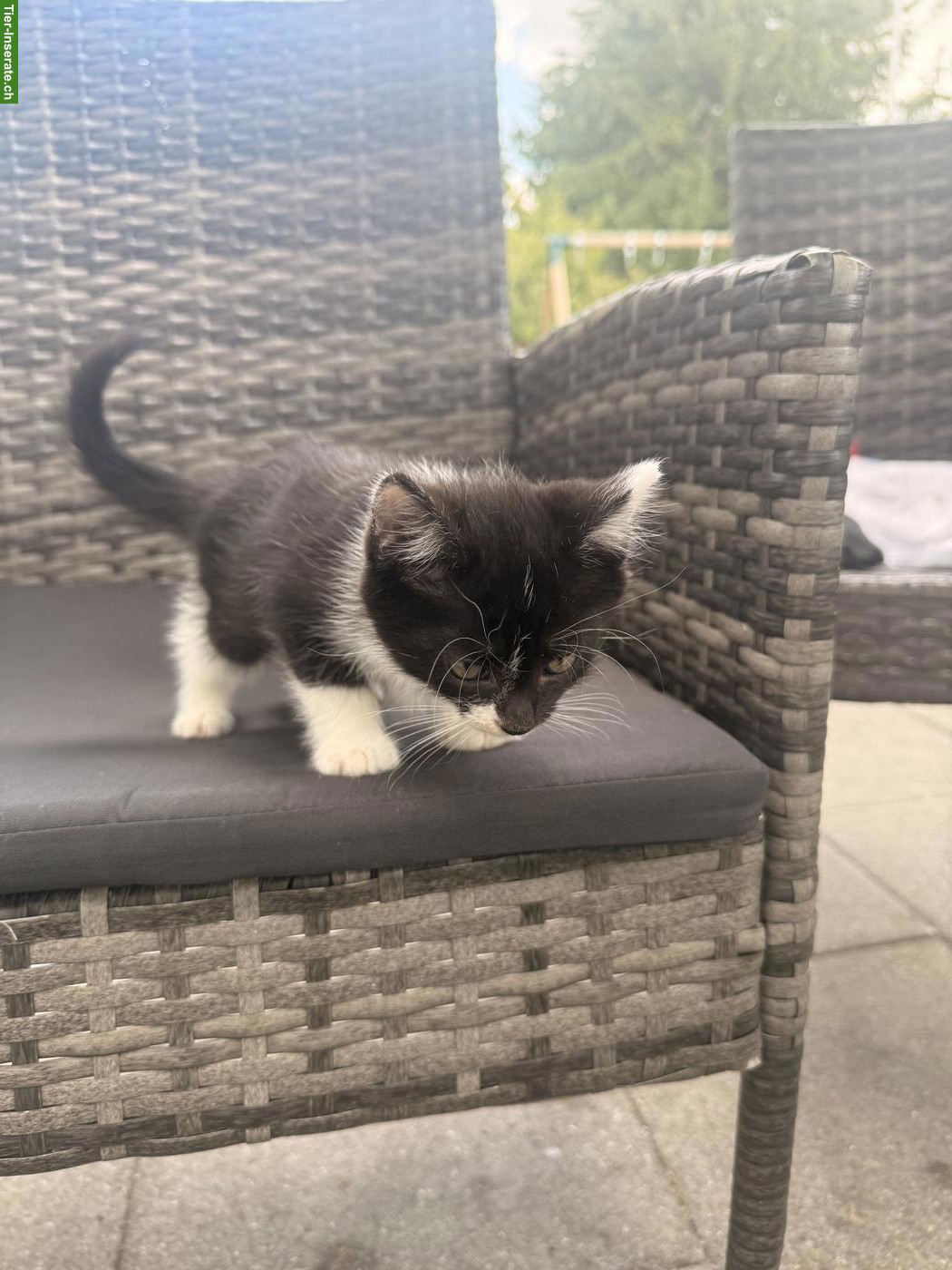 Bild 4: Ragdoll x Neva Masquarade Mix Katzenbabys zu verkaufen