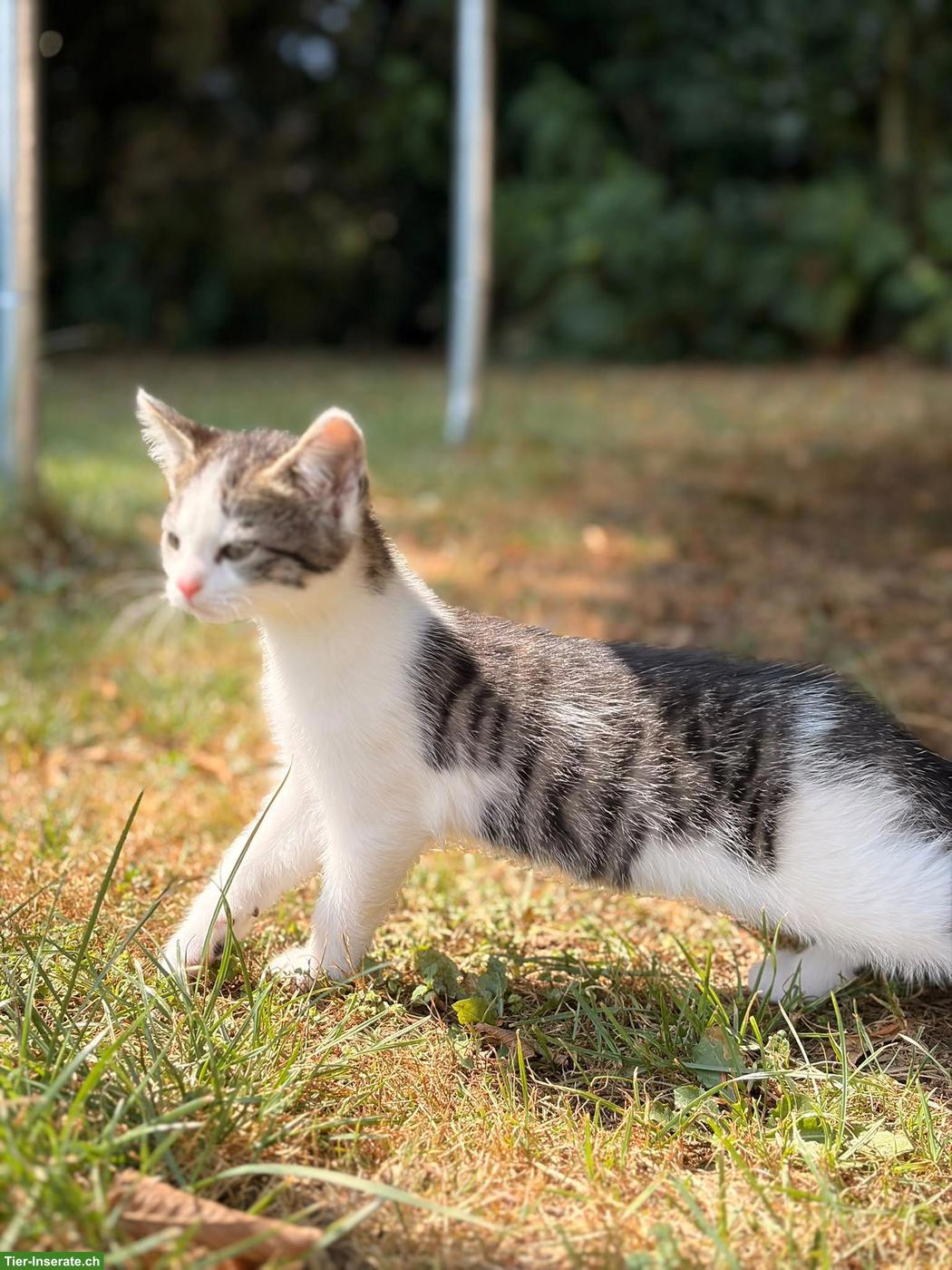 3 herzige Kätzchen suchen ein liebevolles Zuhause 🐱❤️
