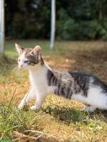 3 herzige Kätzchen suchen ein liebevolles Zuhause 🐱❤️