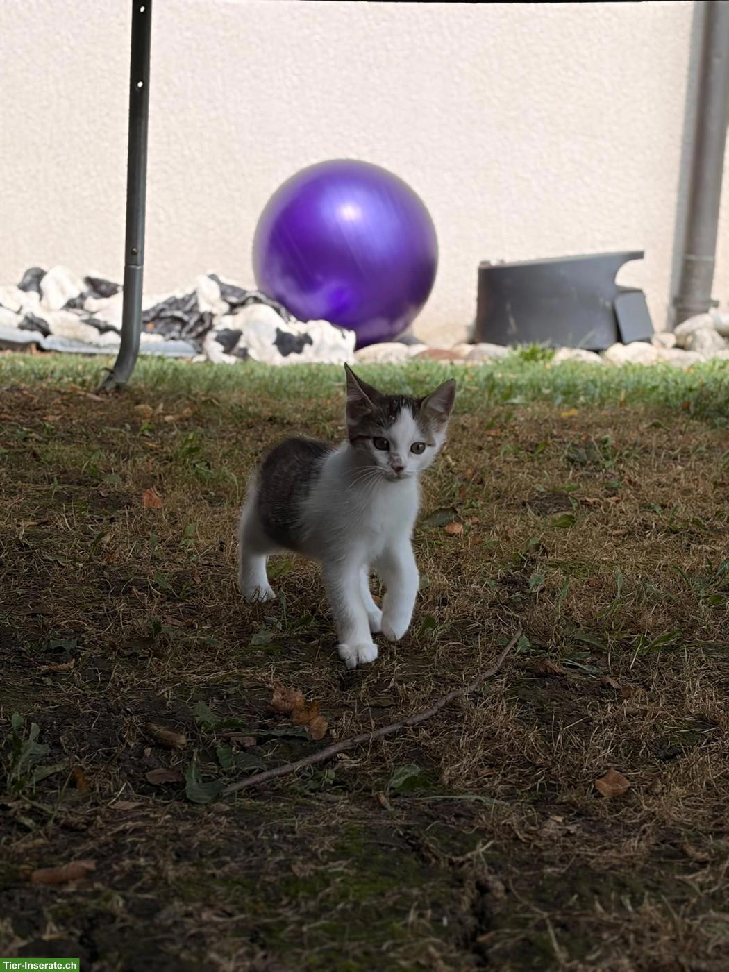 Bild 3: 3 herzige Kätzchen suchen ein liebevolles Zuhause 🐱❤️