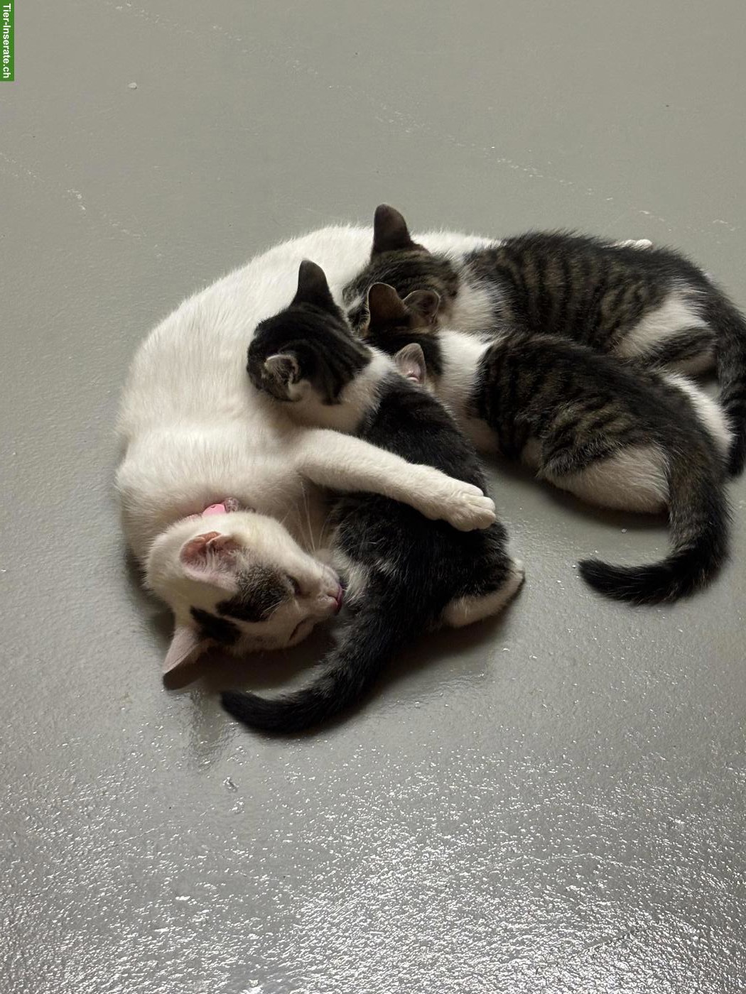 Bild 4: 3 herzige Kätzchen suchen ein liebevolles Zuhause 🐱❤️