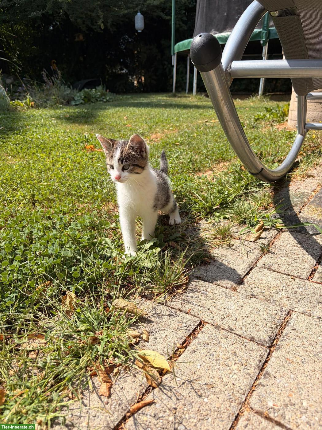 Bild 6: 3 herzige Kätzchen suchen ein liebevolles Zuhause 🐱❤️