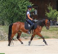 Connemara Pony, hochelegante und nervenstarke Stute