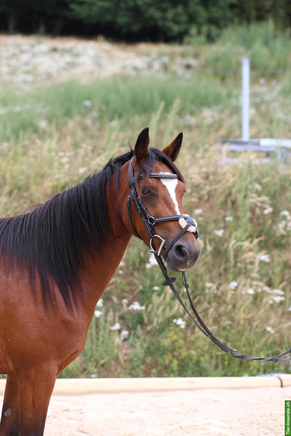 Bild 10: Connemara Pony, hochelegante und nervenstarke Stute