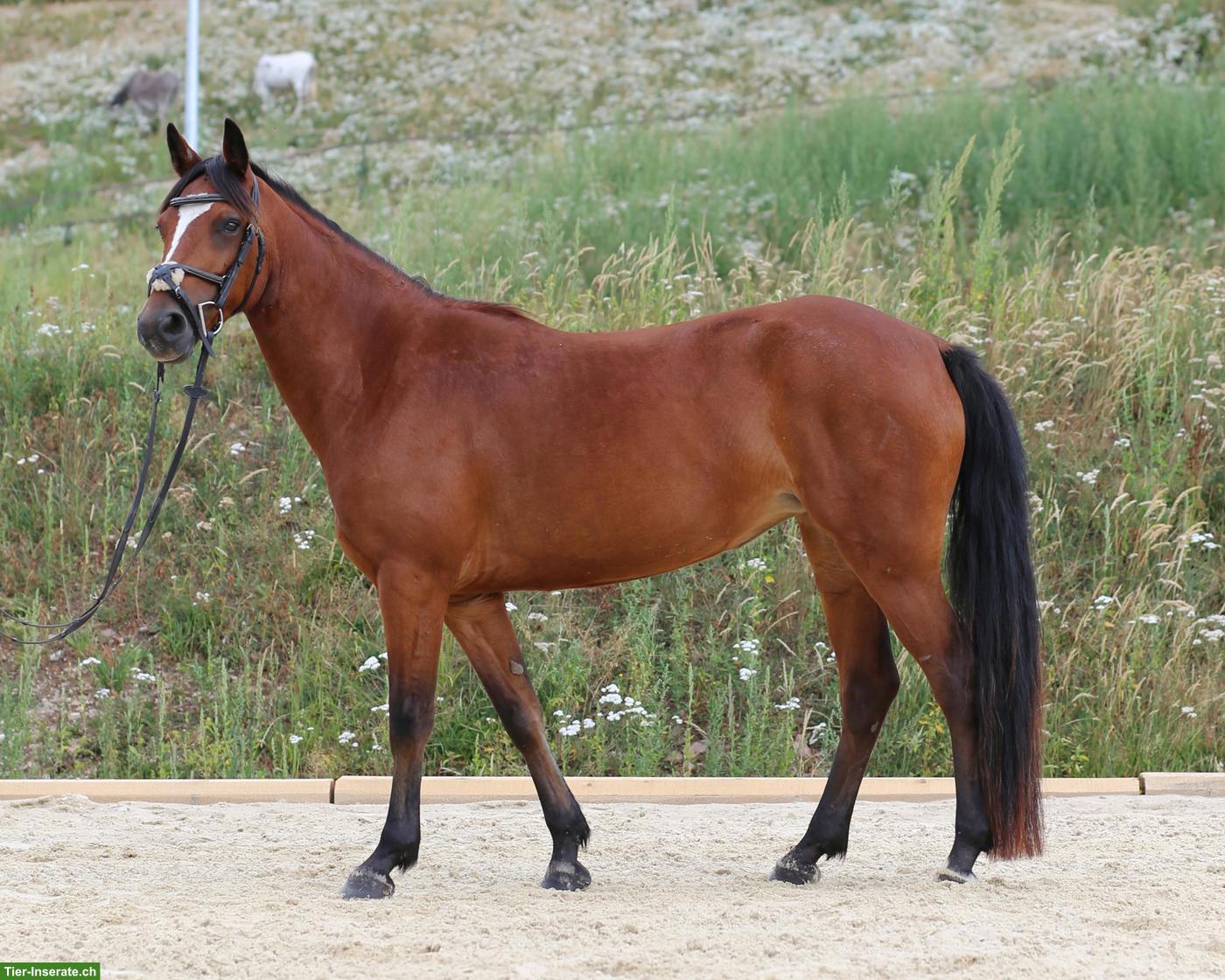 Bild 2: Connemara Pony, hochelegante und nervenstarke Stute