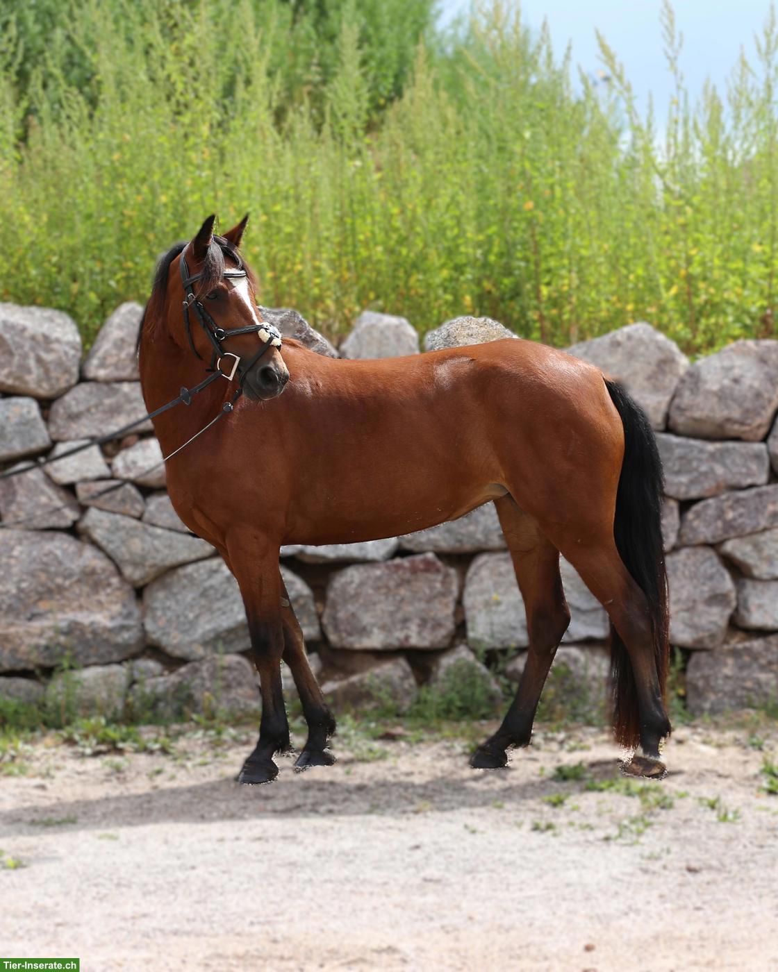 Bild 3: Connemara Pony, hochelegante und nervenstarke Stute