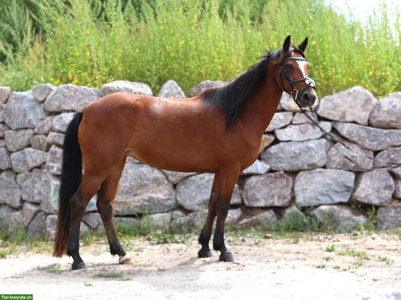 Bild 4: Connemara Pony, hochelegante und nervenstarke Stute