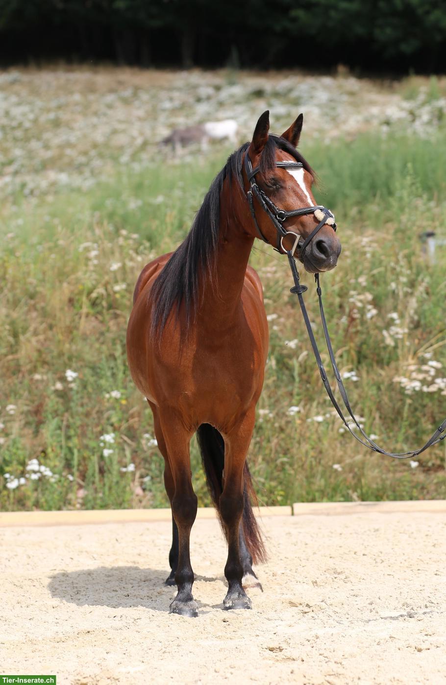 Bild 5: Connemara Pony, hochelegante und nervenstarke Stute
