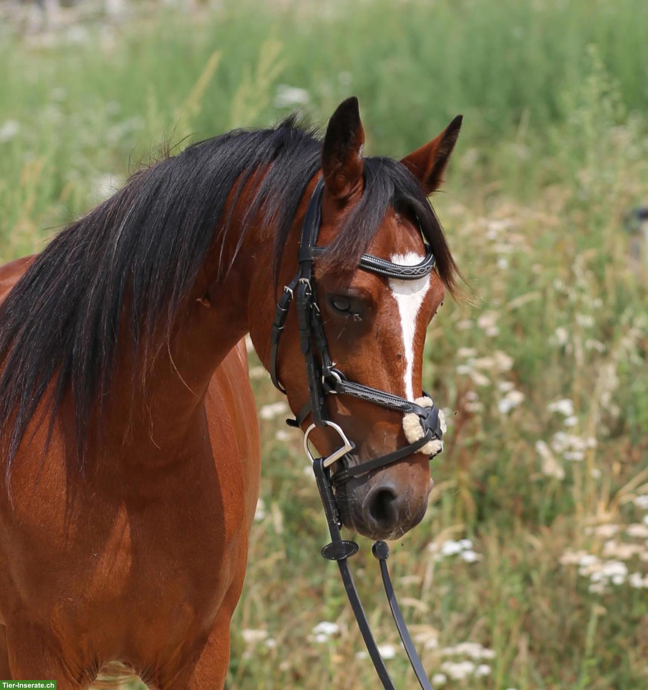 Bild 6: Connemara Pony, hochelegante und nervenstarke Stute