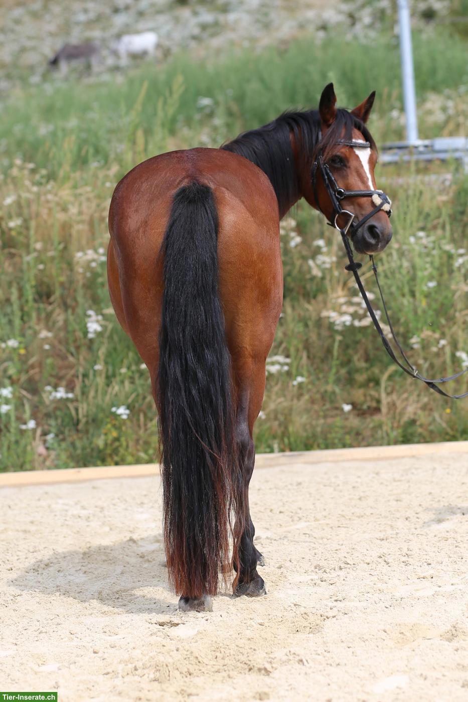 Bild 7: Connemara Pony, hochelegante und nervenstarke Stute