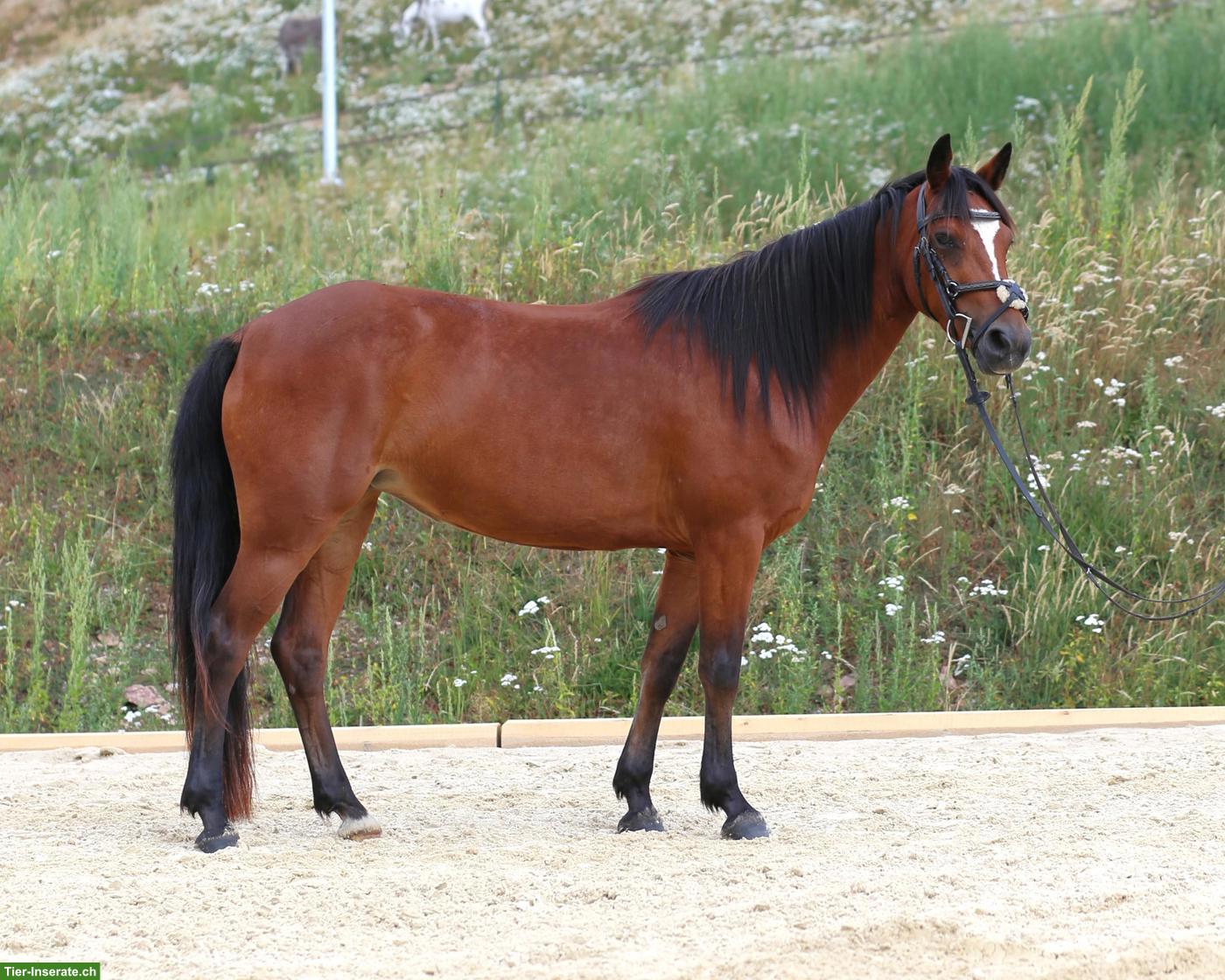 Bild 8: Connemara Pony, hochelegante und nervenstarke Stute