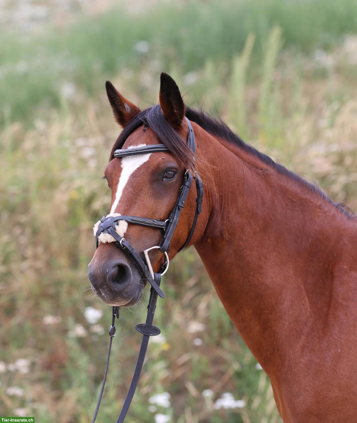 Bild 9: Connemara Pony, hochelegante und nervenstarke Stute