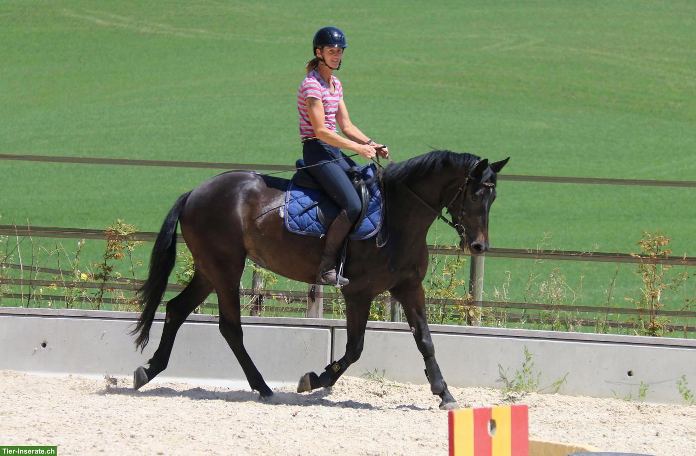 Edle Schweizer Warmblut Stute, dunkelbraun, 5-jährig, zu verkaufen