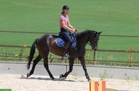 Edle Schweizer Warmblut Stute, dunkelbraun, 5-jährig, zu verkaufen