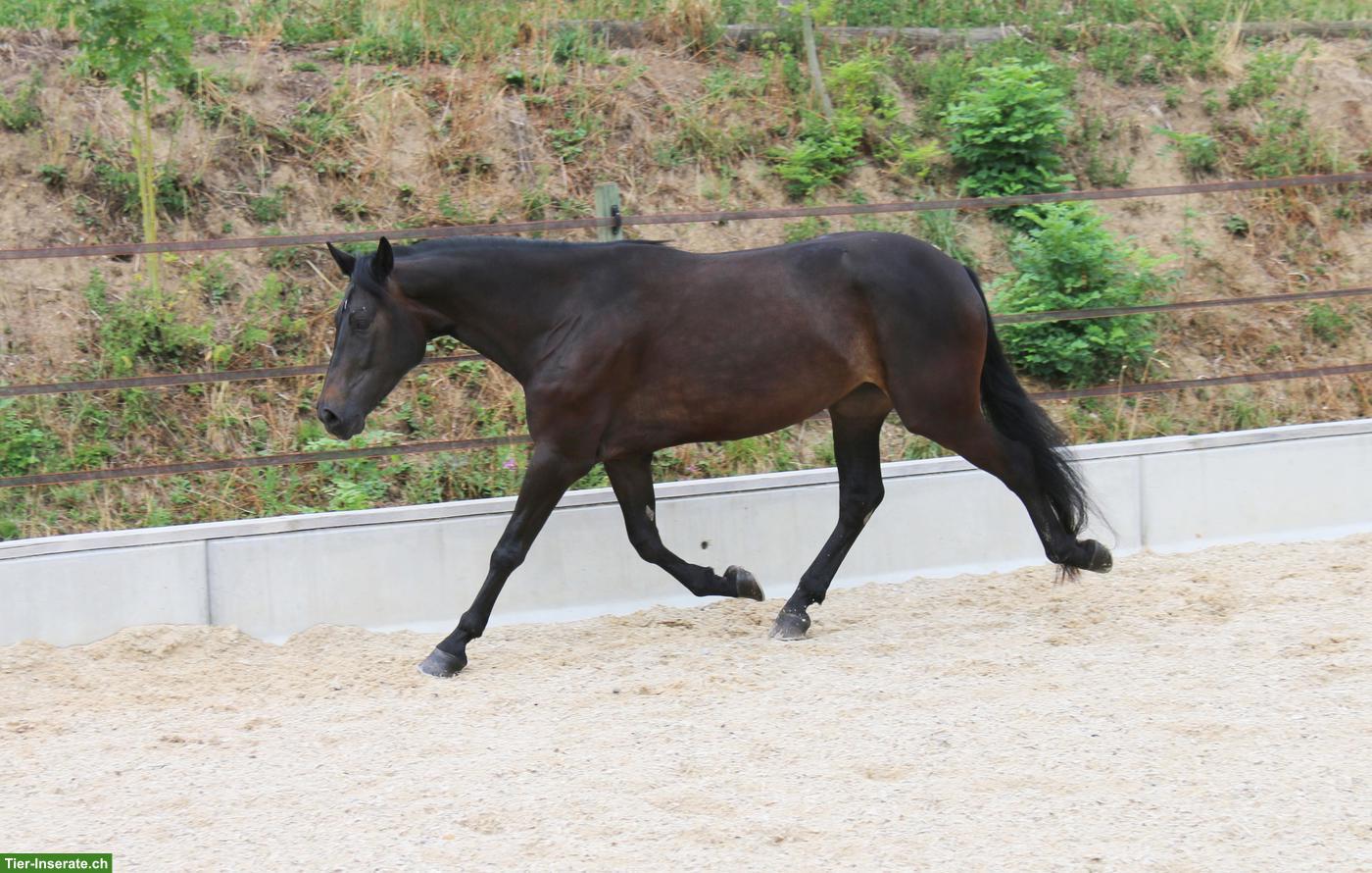 Bild 3: Edle Schweizer Warmblut Stute, dunkelbraun, 5-jährig, zu verkaufen