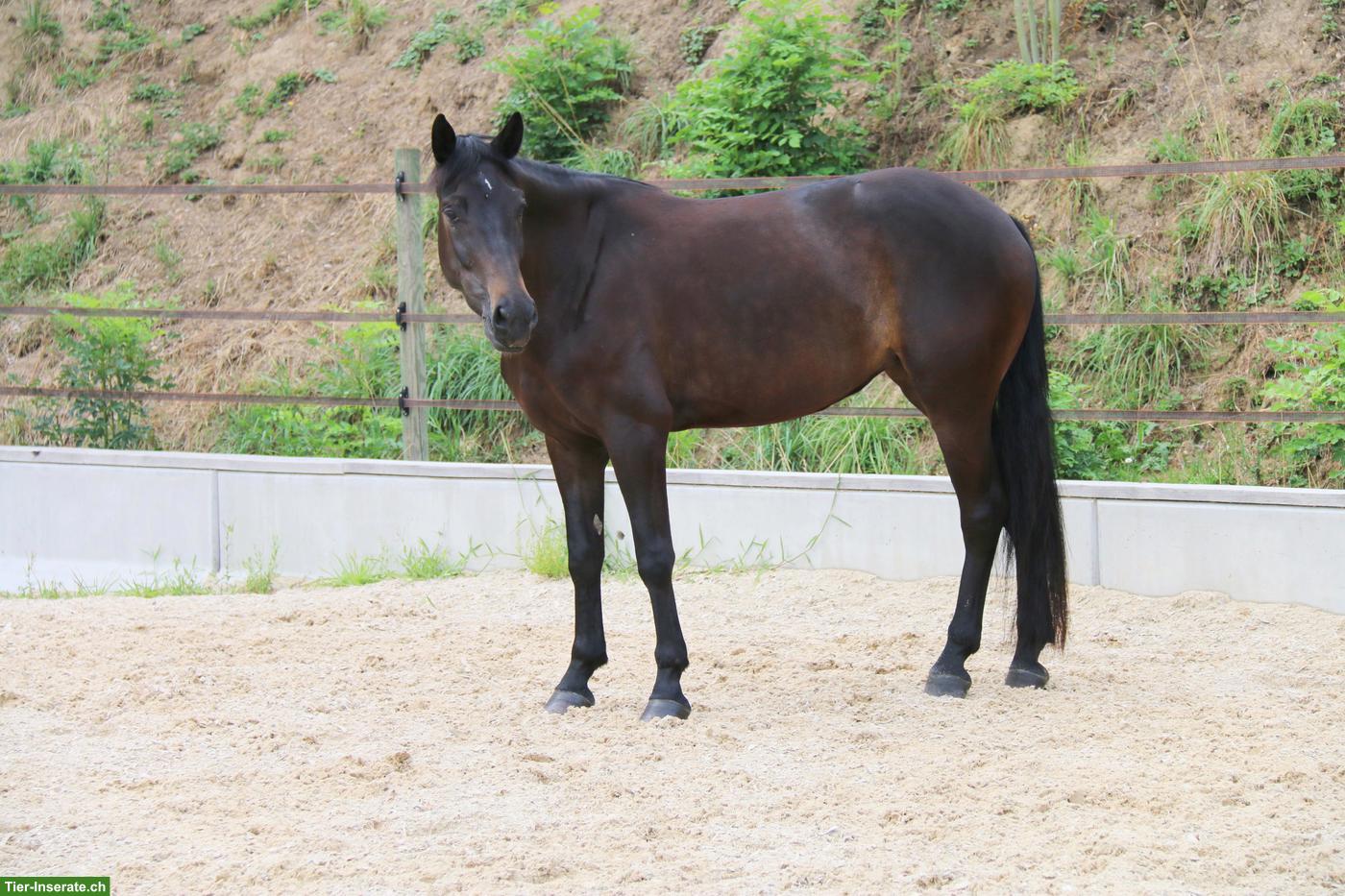 Bild 4: Edle Schweizer Warmblut Stute, dunkelbraun, 5-jährig, zu verkaufen