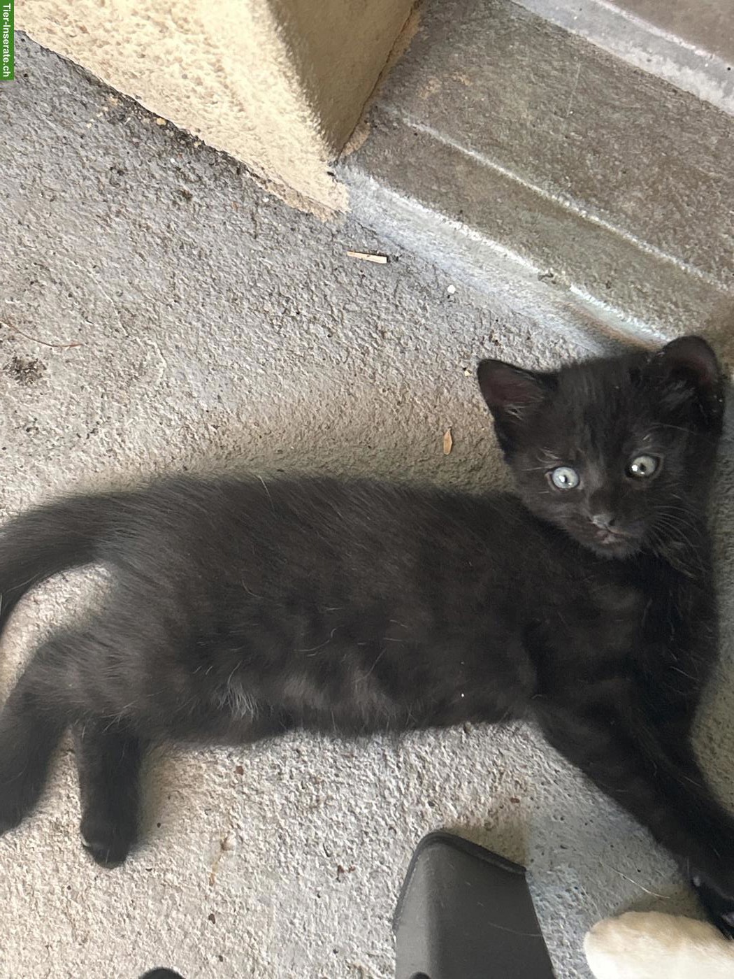 3 süsse Kitten suchen liebevolles Zuhause 🐾