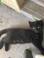3 süsse Kitten suchen liebevolles Zuhause 🐾