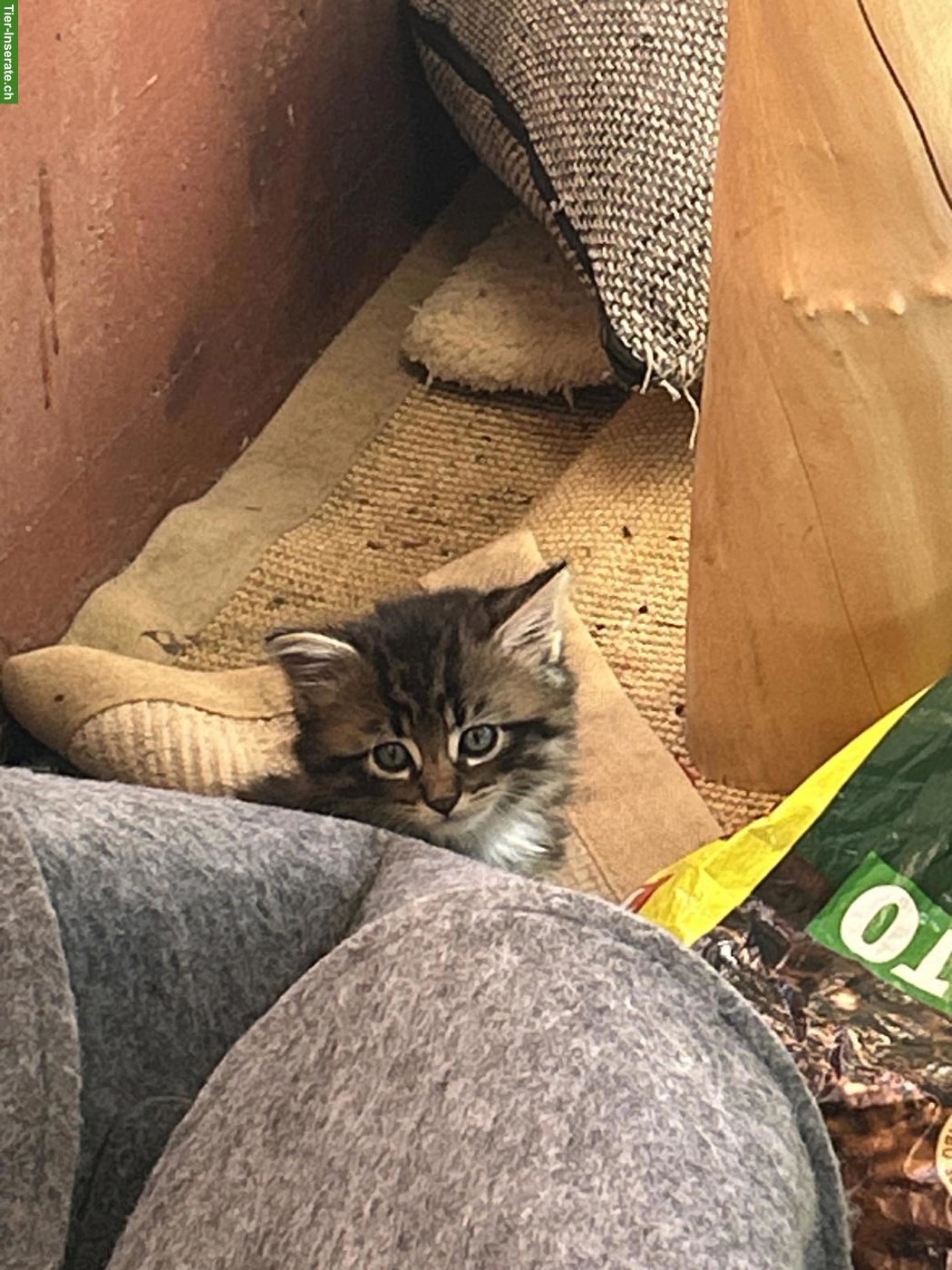 Bild 2: 3 süsse Kitten suchen liebevolles Zuhause 🐾