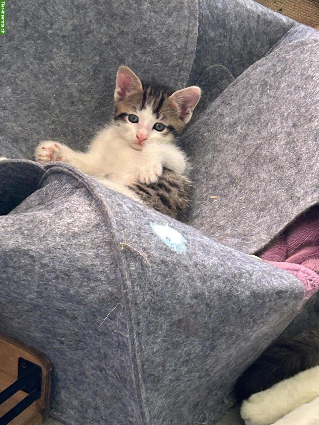 Bild 3: 3 süsse Kitten suchen liebevolles Zuhause 🐾