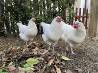 2 Schweizer Legehennen zu verkaufen