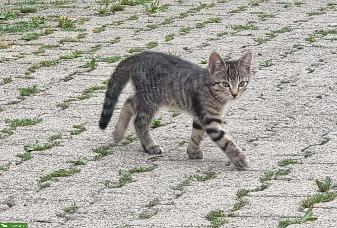 Bild 2: 4 junge Kätzchen weiblich und männlich zu verkaufen