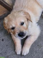 Golden Retriever Welpen zu verkaufen