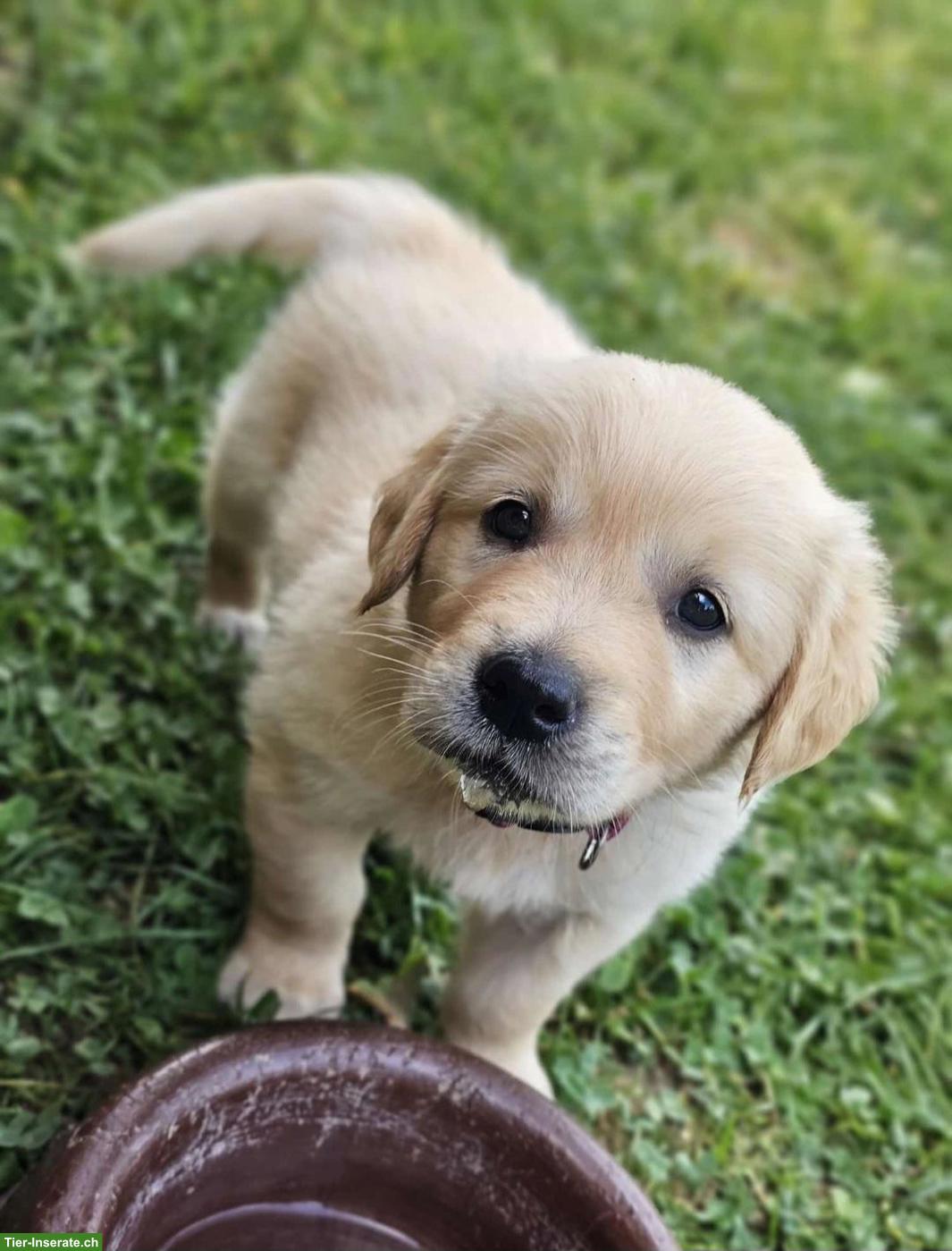 Bild 2: Golden Retriever Welpen zu verkaufen