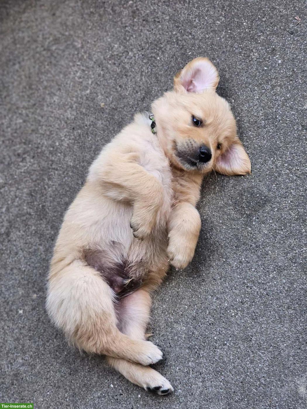 Bild 3: Golden Retriever Welpen zu verkaufen