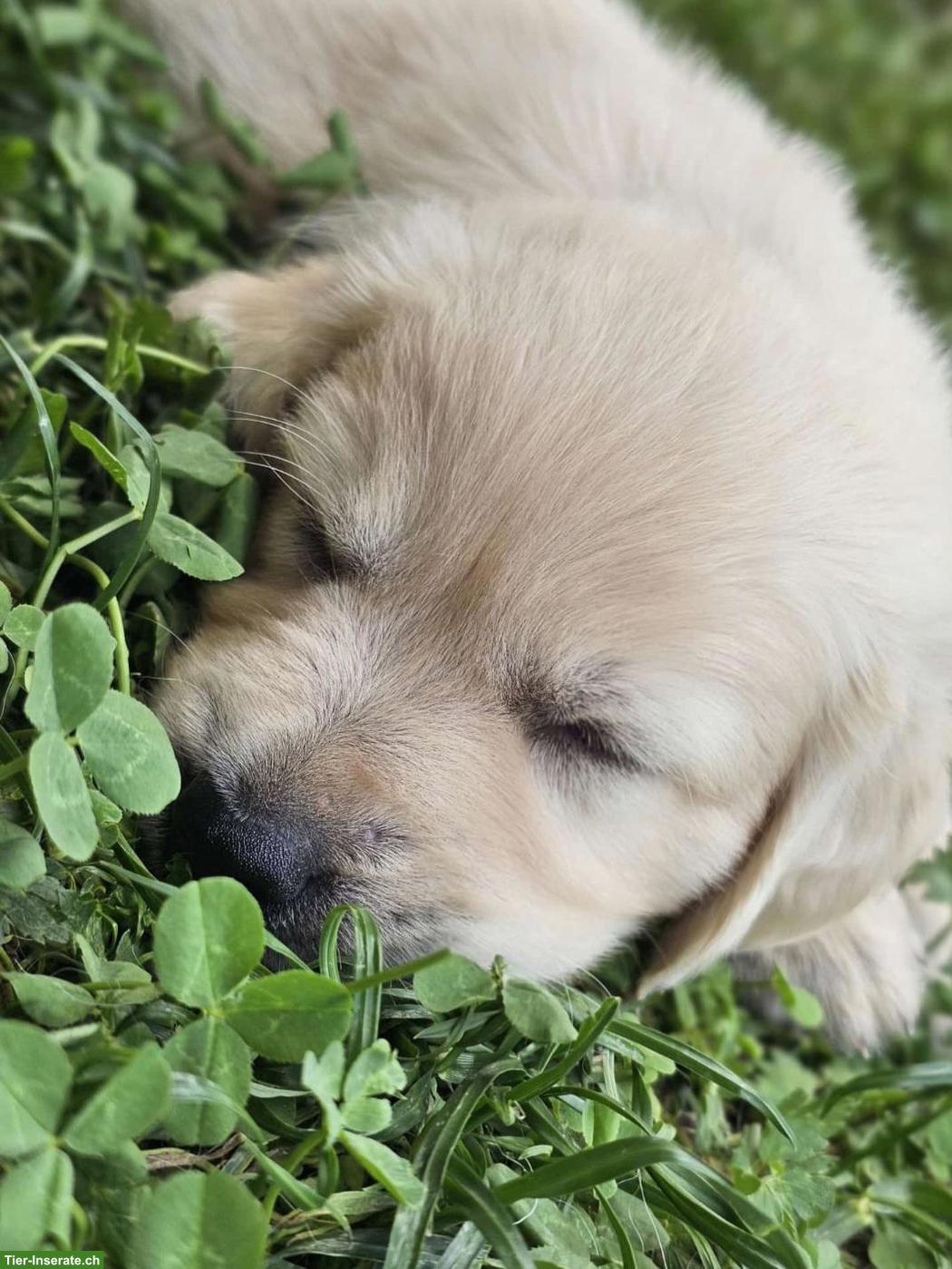 Bild 4: Golden Retriever Welpen zu verkaufen
