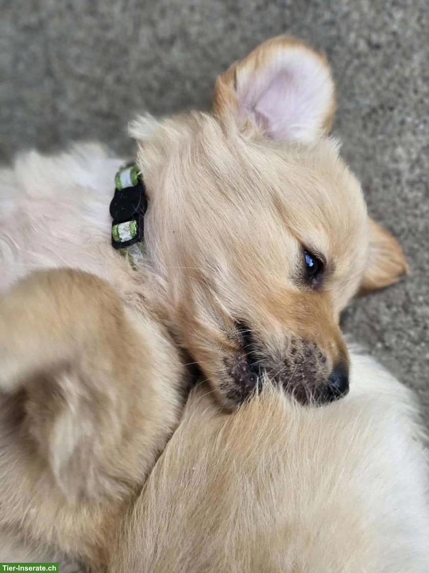 Bild 5: Golden Retriever Welpen zu verkaufen