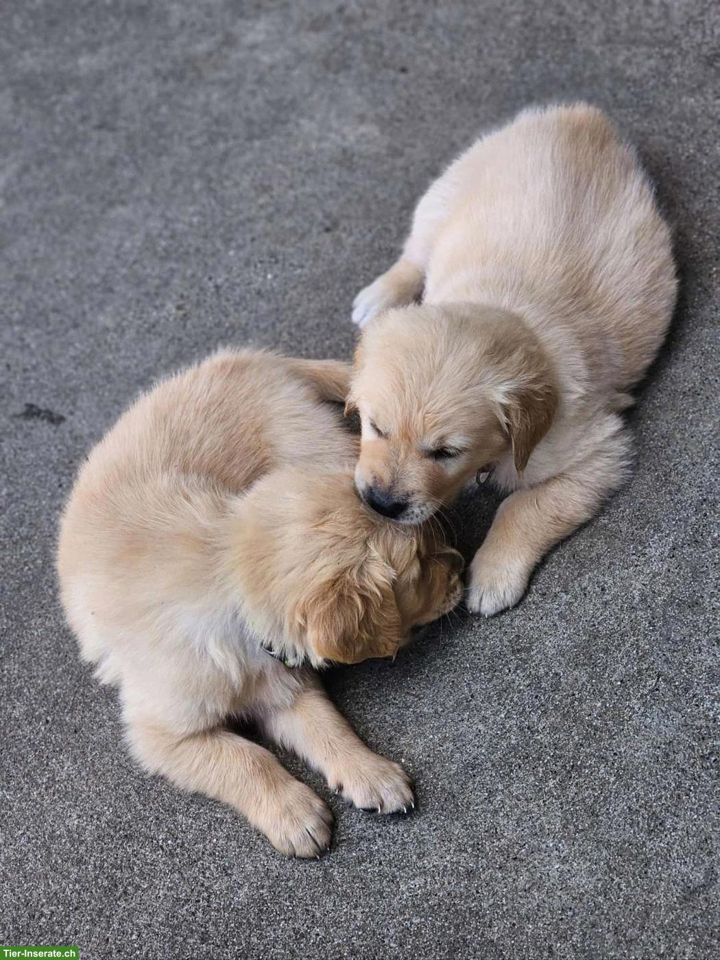 Bild 6: Golden Retriever Welpen zu verkaufen