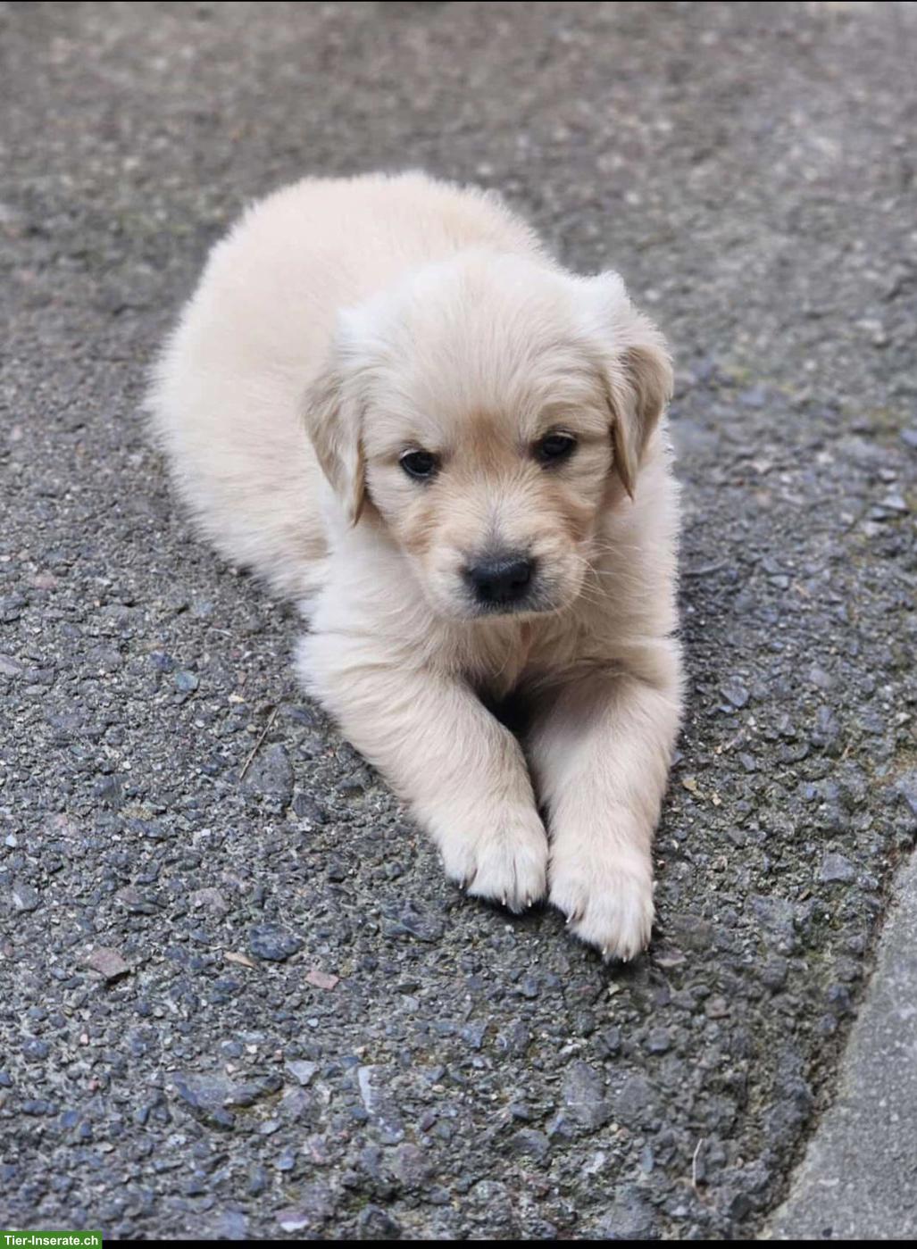 Bild 7: Golden Retriever Welpen zu verkaufen