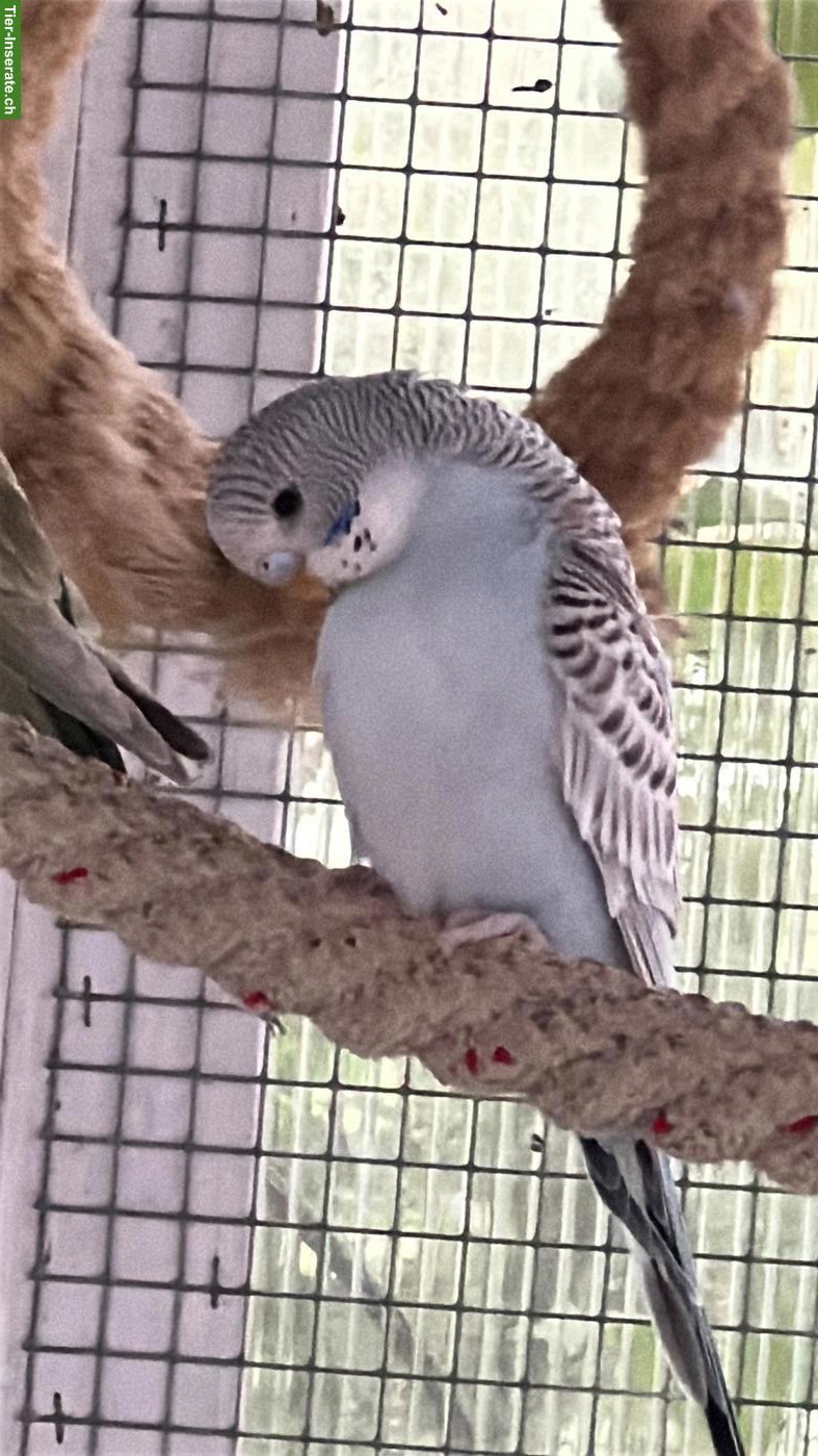 Bild 5: Schöne Wellensittiche und Babys