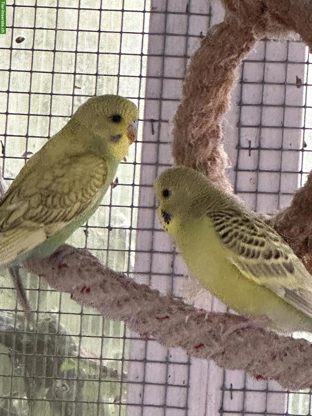 Bild 6: Schöne Wellensittiche und Babys