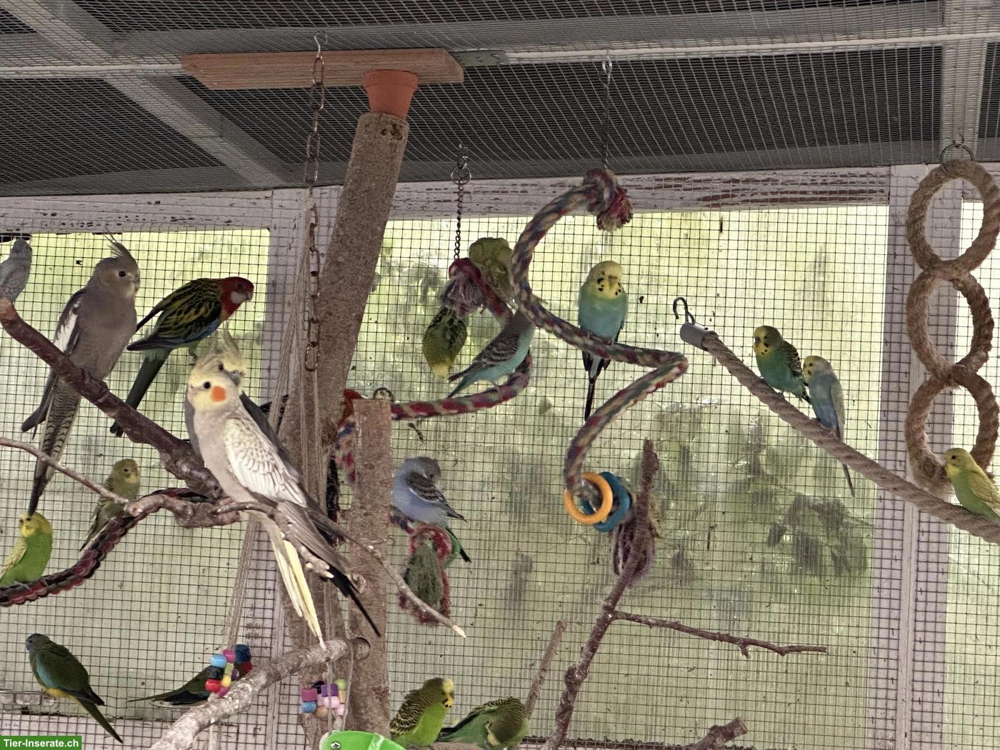 Bild 7: Schöne Wellensittiche und Babys