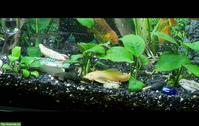 Aquarium-Fische und Pflanzen abzugeben