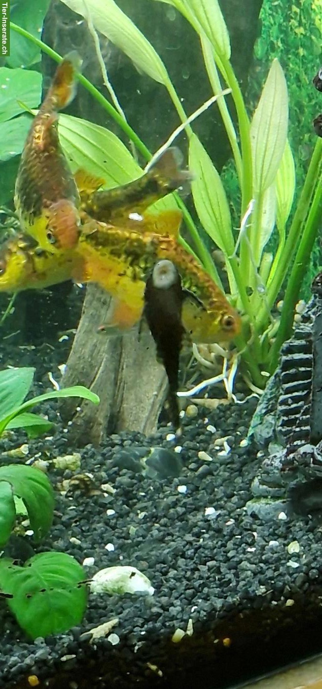 Bild 2: Aquarium-Fische und Pflanzen abzugeben