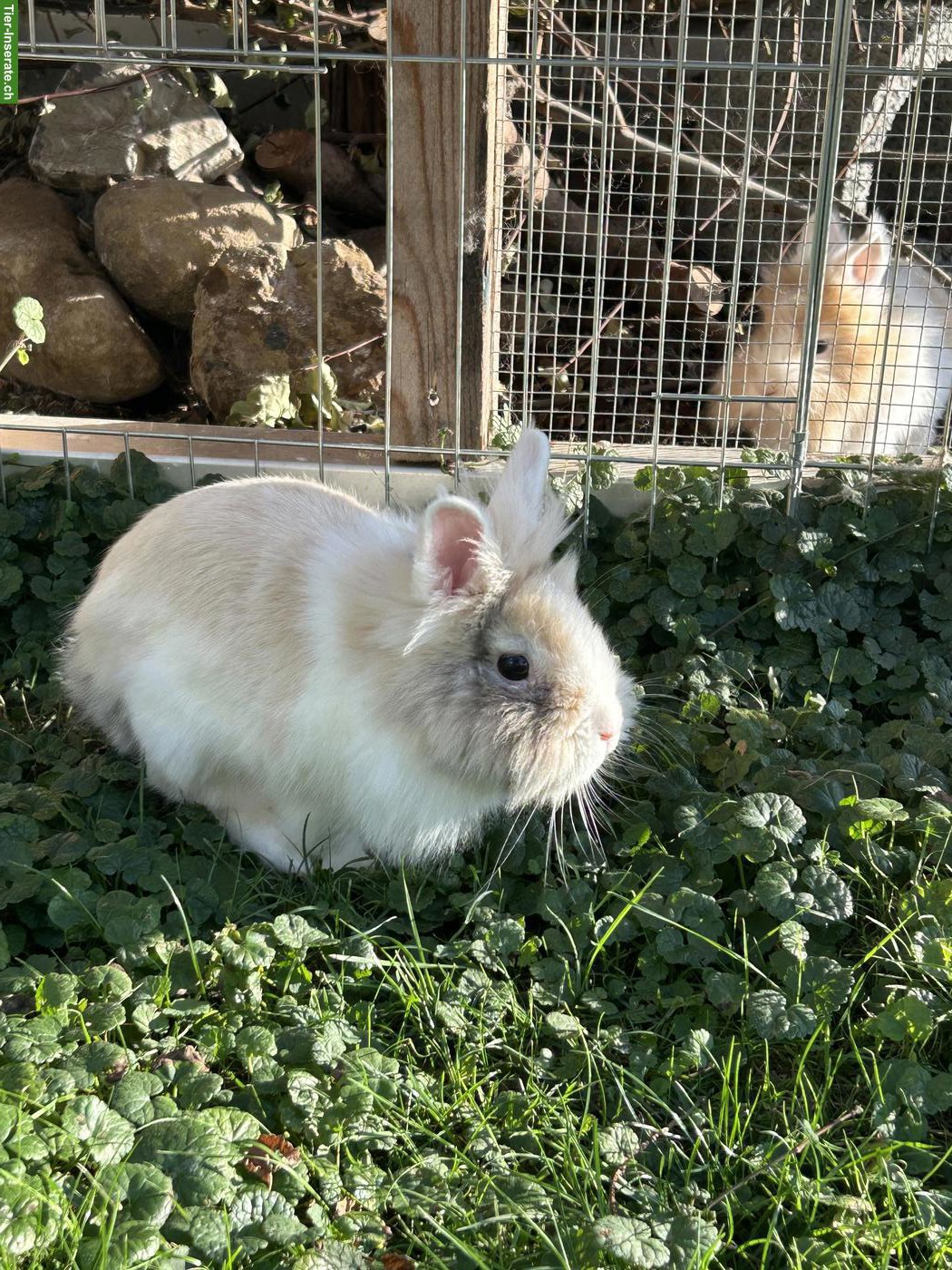 Löwenköpfli Zwergkaninchen, 1-jährig zu verkaufen