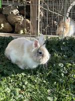 Löwenköpfli Zwergkaninchen, 1-jährig zu verkaufen