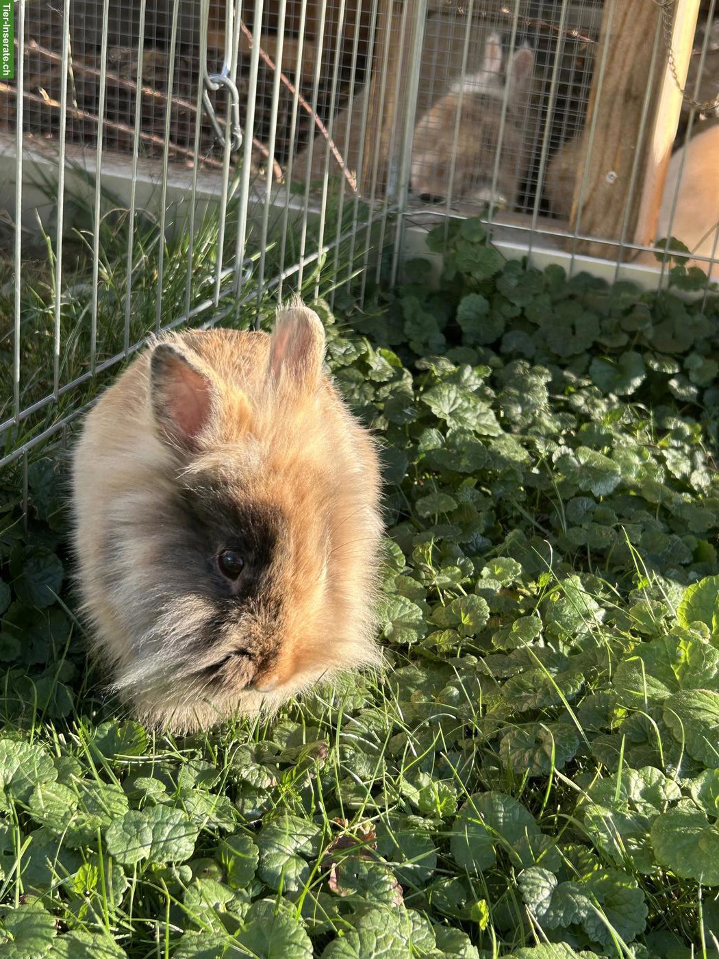 Bild 3: Löwenköpfli Zwergkaninchen, 1-jährig zu verkaufen