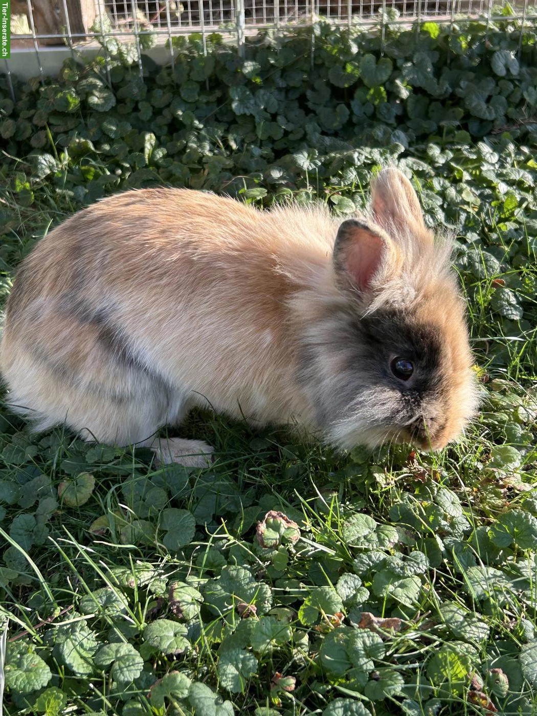 Bild 4: Löwenköpfli Zwergkaninchen, 1-jährig zu verkaufen